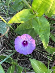 Ipomoea cordatotriloba
