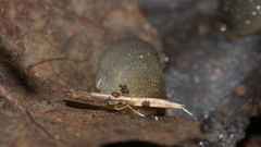 Arion intermedius