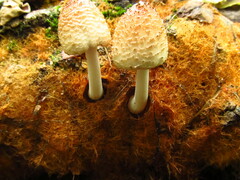 Coprinellus radians