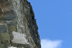 Phoenicurus ochruros