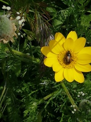 Chasmatopterus