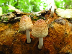 Coprinellus radians