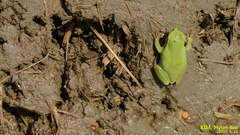 Hyla suweonensis