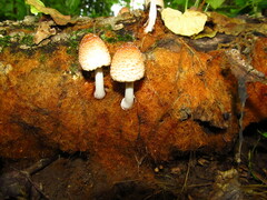 Coprinellus radians