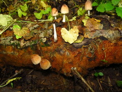 Coprinellus radians