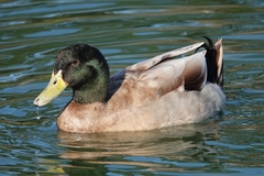 Anas platyrhynchos domesticus