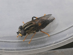 Helophilus antipodus