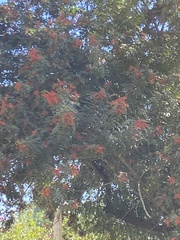 Triplaris americana