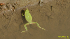 Hyla suweonensis