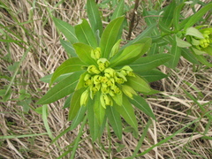 Euphorbia semivillosa