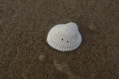 Lunarca