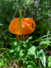Lilium pardalinum shastense