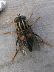 Helophilus antipodus