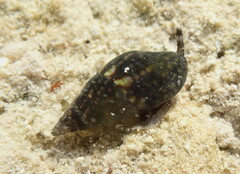 Mitrella ocellata
