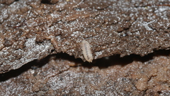 Haplophthalmus danicus