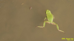 Hyla suweonensis