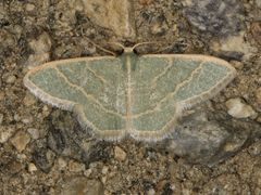 Chlorochlamys appellaria