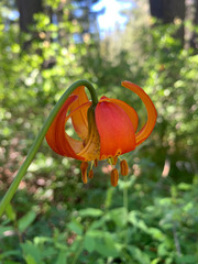Lilium pardalinum shastense
