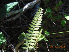 Myriopteris notholaenoides