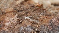 Haplophthalmus danicus