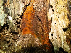 Byssonectria fusispora