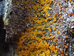 Byssonectria fusispora