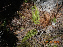 Myriopteris notholaenoides