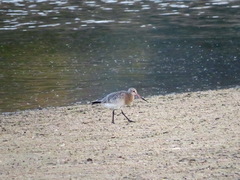 Limosa lapponica