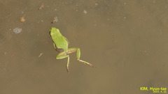 Hyla suweonensis