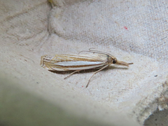 Crambus laqueatellus