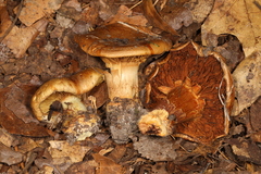 Cortinarius caryae