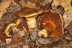 Cortinarius caryae
