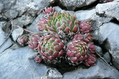 Sempervivum globiferum