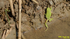 Hyla suweonensis