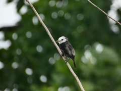 Arundinicola leucocephala