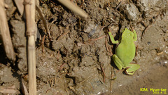 Hyla suweonensis