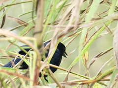 Quiscalus lugubris