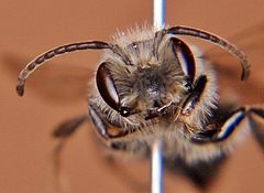 Andrena vicina