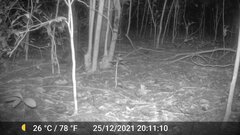 Atherurus africanus