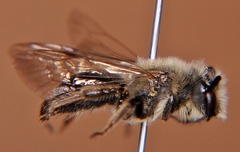 Andrena vicina