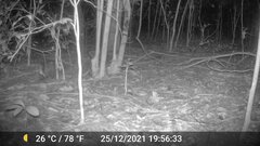 Atherurus africanus