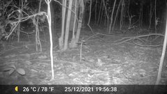 Atherurus africanus