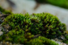 Schistidium crassipilum