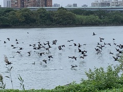 Phalacrocorax carbo sinensis