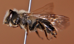 Andrena vicina