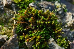 Schistidium crassipilum