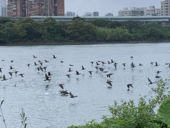 Phalacrocorax carbo sinensis