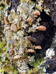Phaeomarasmius rimulincola