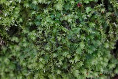 Fissidens bryoides
