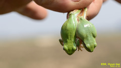 Hyla suweonensis